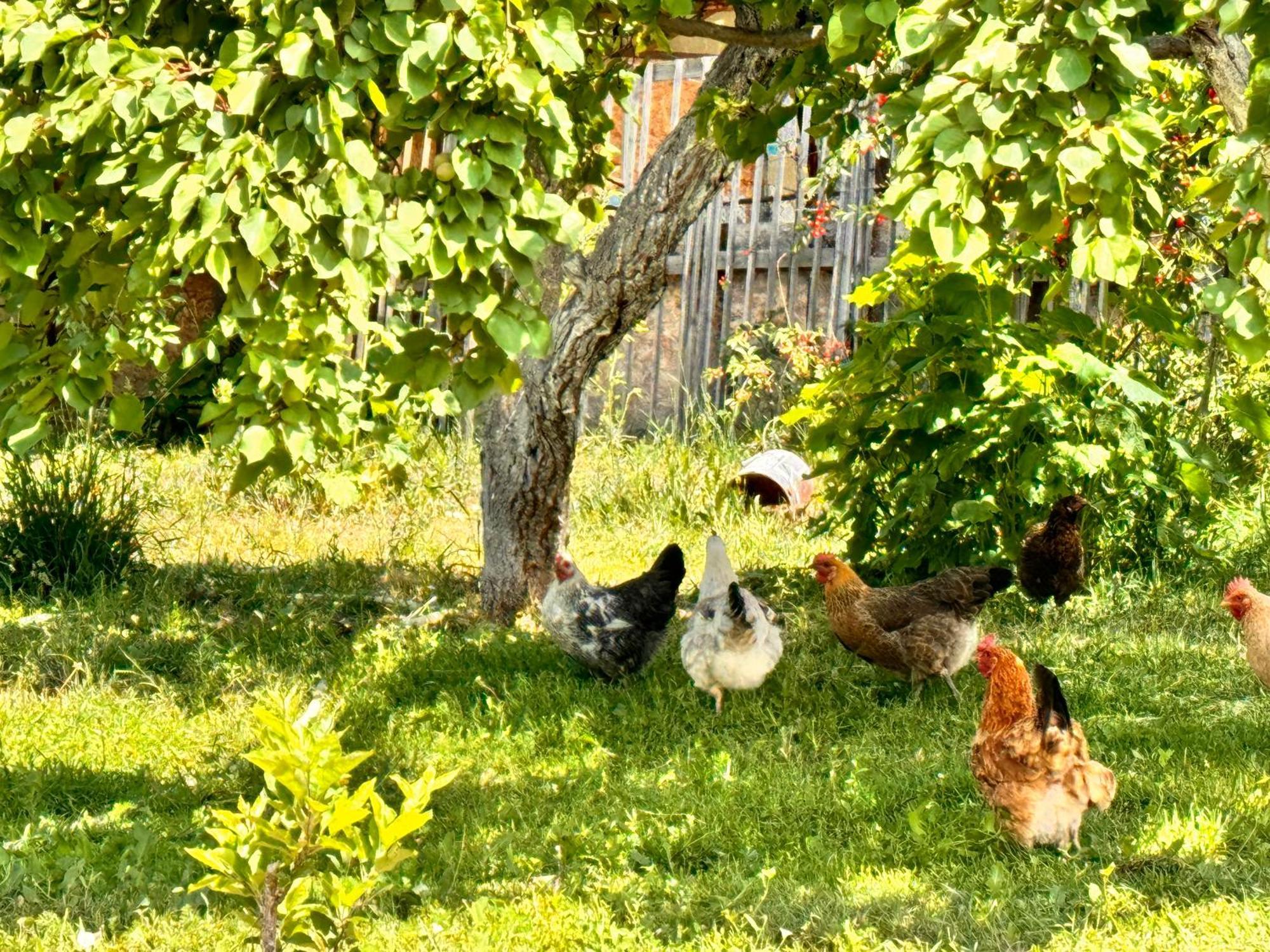 Eco House Summer Garden Kaji-Say Екстер'єр фото