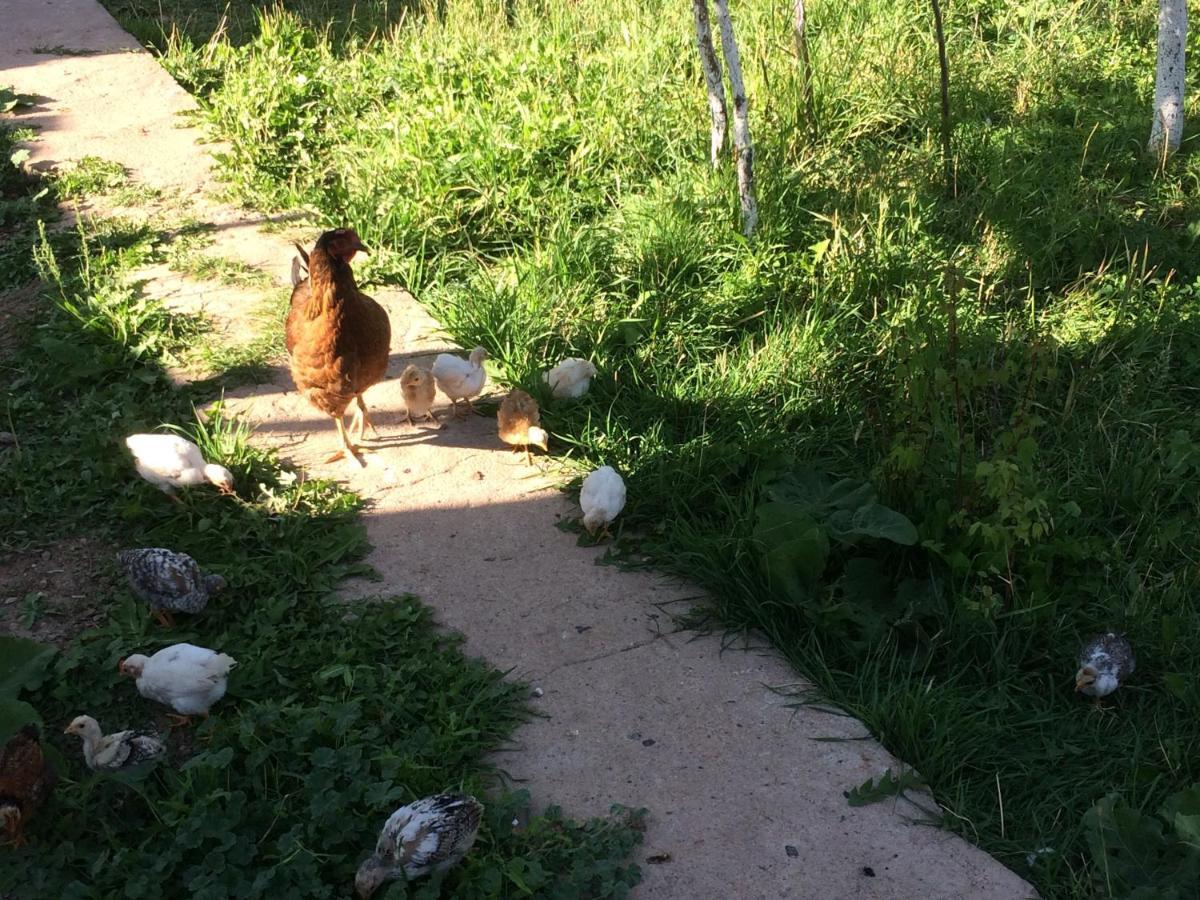 Eco House Summer Garden Kaji-Say Екстер'єр фото